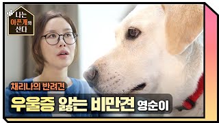 가수 채리나의 우울증을 앓는 비만犬 영순이 [나는 아픈개와 산다] 20200618