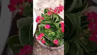 Kalanchoe Plant Repotting | Plant Care | കലാഞ്ചോ ചെടി വളർത്തുന്ന രീതി എങ്ങനെ എന്ന് നോക്കാം....