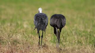 ♪鳥くん野鳥動画（鹿児島県出水市）20191116ナベヅル親子近いいいJO6A9837