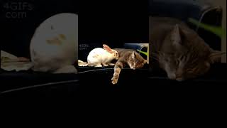 おもしろ猫動画