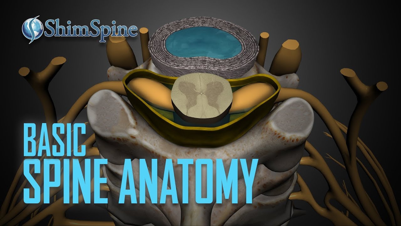 Basic Spine Anatomy Youtube