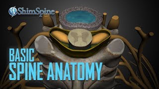 Basic Spine Anatomy