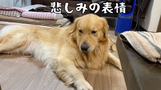 撫でてもらうために悲しい表情で飼い主の気を引くゴールデンレトリバーベンツ。