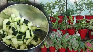 Quick Summer Fertilizer for Plants || गर्मियों की अनोखी खाद || Fun Gardening