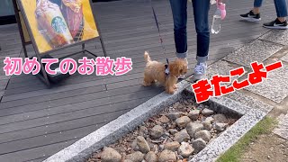 愛犬と行く広島、山口県旅行（初めてのお散歩編）子犬のトイプードルCoCo