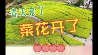 油菜花開了，赴一場春天之約嗎？