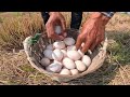 wow top video pick a lot of duck eggs in rice field near village by best hand