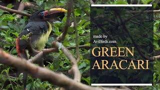 Green Aracari [Pteroglossus Viridis]