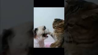 Daily Dose of Cats Unleashed | Cat Teaches Dog a Lesson