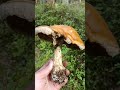 грибы2024 mushroom грибыленобласть