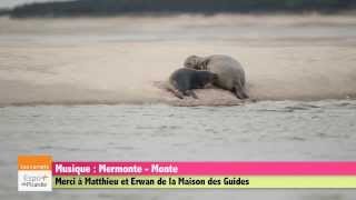 Sortie en pirogue en Baie de Somme à la découverte des phoques