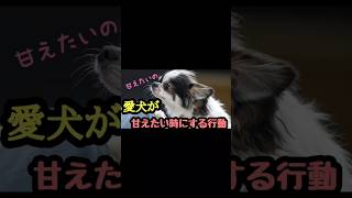 愛犬が甘えたい時にする行動10選