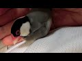 手の平の上で毛繕い＆寄り添う甘えん坊の桜文鳥ほーちゃん 文鳥動画 java sparrow movie