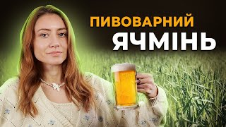 ЧИ ВИГІДНО СІЯТИ ПИВОВАРНИЙ ЯЧМІНЬ?