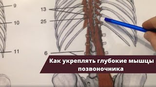 Как укреплять глубокие мышцы спины