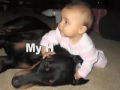 doberman protects baby