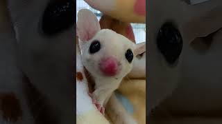 [ Sugar Glider ] 蜜袋鼯  蜜袋鼯