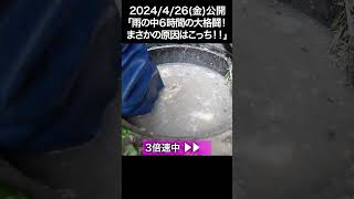 排水桝が油でパンパン！？こいつはデカい！！ #shorts