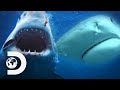 Shark Week’s Most Intense Encounters: The Baddest Bumps | Shark Week