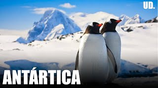 WILD ANTARCTICA: Discover the Extreme Wildlife at the End of the World | Animal Documentary