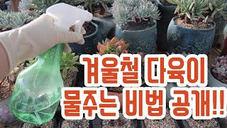 겨울엔 다육이 물 이렇게 주세요!!~(多肉植物)(たにくしょくぶつ)