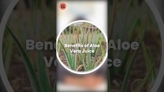 एलोवेरा जूस पीने के फायदे | Aloe Vera Juice ke fayde | Aloe Vera ke fayde in hindi