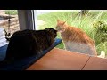 Cat fight through the window