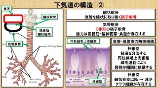 上気道・下気道に関する知識！？　～No 89 理学療法士国家試験対策　シリーズ～