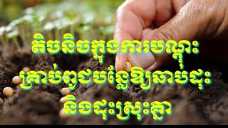 តិចនិចបណ្តុះគ្រាប់ពូជបន្លែឱ្យឆាប់ដុះល្អ/Technically the seeds germinate quickly and germinate