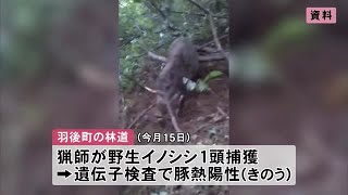 羽後町で捕獲の野生イノシシ1頭、豚熱に感染　秋田県内17例目 (25/02/20 12:00)