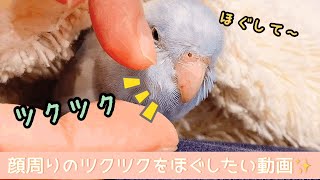 マメルリハのグリコ　顔周りのツクツクをほぐしたい主😅とギョリギョリグリコ✨