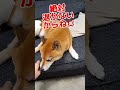 退いて欲しいパパと、絶対退きたくない柴犬との攻防戦が面白過ぎた