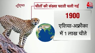 ShwetPatra: भारत के जंगलों में अब दिखेगी चीतों की रफ्तार! | Project Cheetah | Aaj Tak News