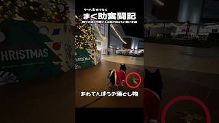 サンタとトナカイは落ち着かない！#dog #ラブラドールレトリバー #柴犬 #クリスマス