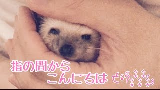 【えぶもふ】手の中の天使【字幕なし】