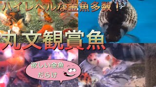 丸文観賞魚【飛島村の金魚屋】