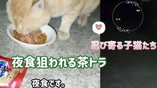 夜食の様子が変化した★サビ猫子猫の警戒心が少し弱くなった？★野良猫・茶トラ・多頭