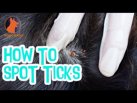 How to Spot Ticks on your Dog How to Spot Ticks on your Dog