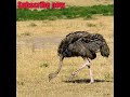 ostrich is the only bird in the world whose eyes are bigger than its brain.