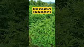 Jual bibit indigofera