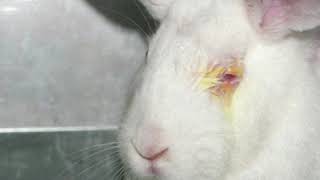 Shocking Speciesism in British Laboratories: 3.52 Million Procedures Using Animals in 2018