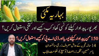 Best Fertilizer Plan for Record Spring Maize Yield | How to use Urea \u0026 DAP |Cyber Agri Extension|