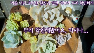 가혹했던 여름을 보낸 걸이대 다육이들  화분 털어 봅니다! 아.....목대와 뿌리가 거의 상했습니다.