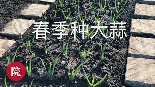 【彬彬有院】种•126一起来种菜---春季种大蒜//很快就有新鲜蒜苗吃了～～～