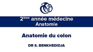 2ème année médecine, Anatomie, Anatomie du colon