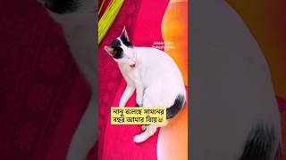 নানুর কথা অক্ষরে অক্ষরে পালন করছি😻#cats #catlover #funny #youtube #youtubeshorts #shorts #short #fy