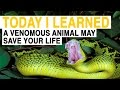 TIL: A Venomous Animal May Save Your Life | Today I Learned