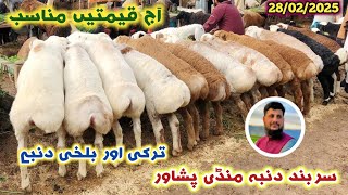 Turkey Balkhi Dumba Mandi Peshawar Sarband New Updates 28/02/2025 | Eid Ul Azha Sheep Price| Izhar