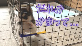 甘えん坊でクンクン鳴くシベリアンハスキーの赤ちゃん(生後1ヶ月26日目) Cute siberian husky baby