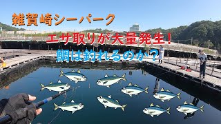 雑賀崎シーパーク　エサ取りが大量発生！鯛は釣れるのか？